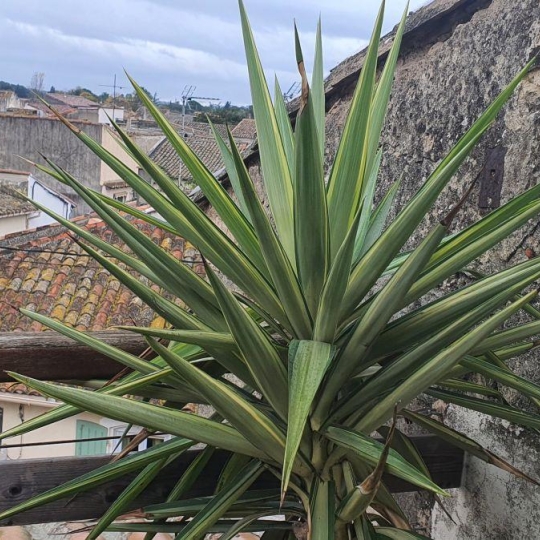  AIGUES-VIVES IMMO : Maison / Villa | AIMARGUES (30470) | 84 m2 | 174 000 € 