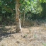  AIGUES-VIVES IMMO : Terrain | AIGUES-VIVES (30670) | 0 m2 | 159 000 € 