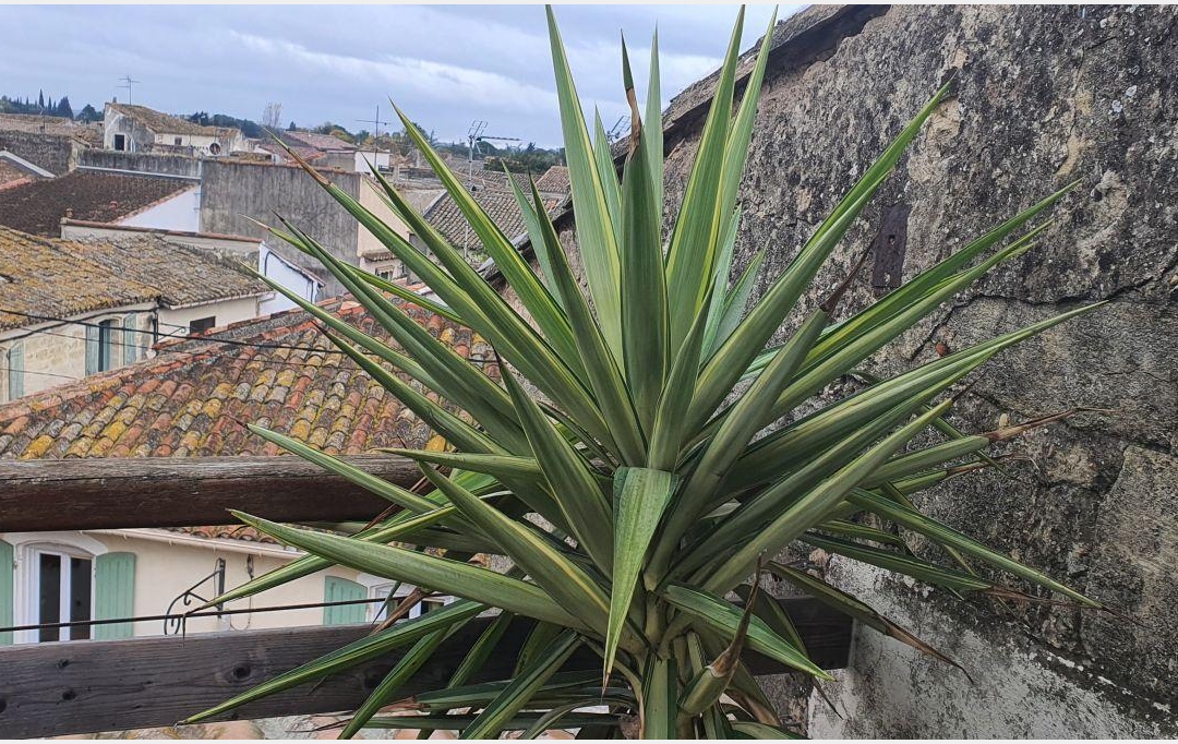 AIGUES-VIVES IMMO : Maison / Villa | AIMARGUES (30470) | 84 m2 | 174 000 € 